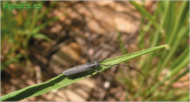 Tronchaespigas o aguijonero del cereal, Calamobius filum