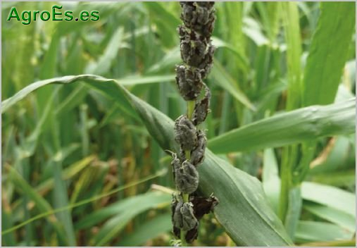 Carbón desnudo de cereales, Ustilago sp., descripción, daños y control integrado