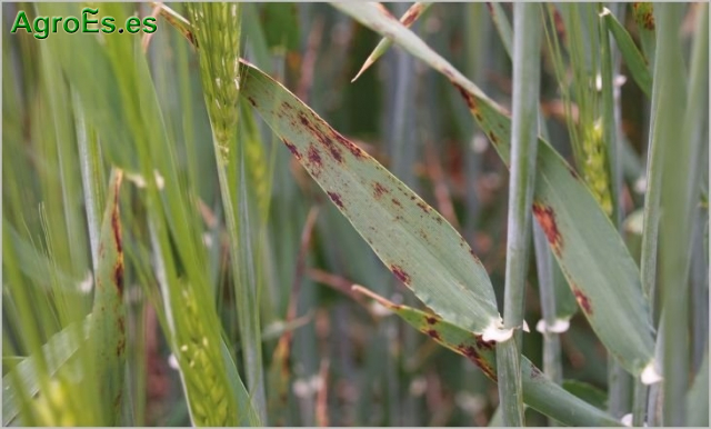 Helminthosporium oryzae en arroz, Fungicidas: Mancozeb Fedearroz 80% W.P, Helminthosporium en trigo