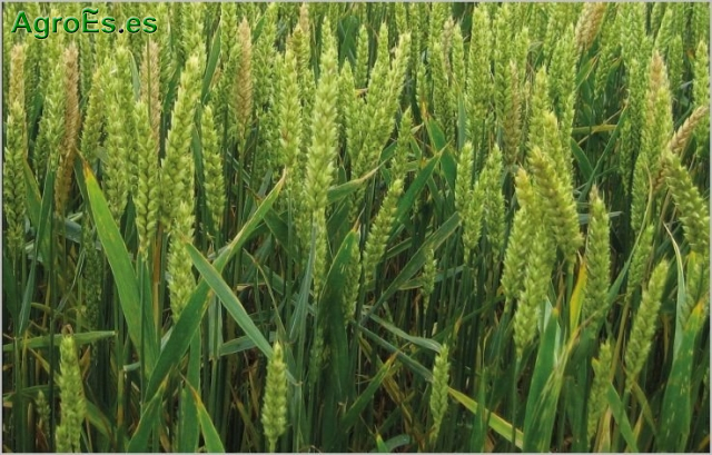 Mancha oval u ocelar del pie del trigo, Oculimacula