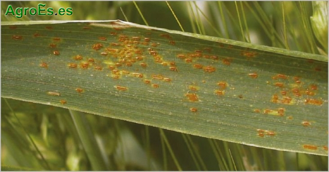 Roya parda de cereales, Puccinia triticina, P. recondita