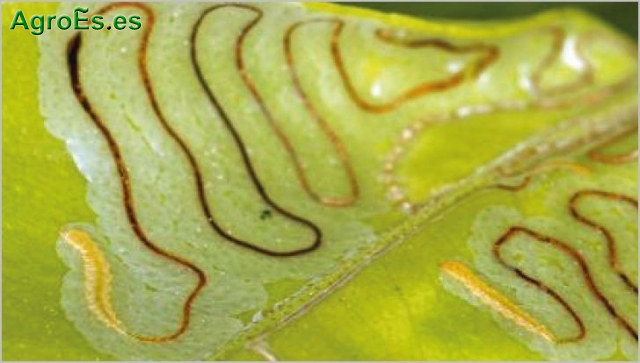 Minador de hojas de cítricos, Phyllocnistis citrella