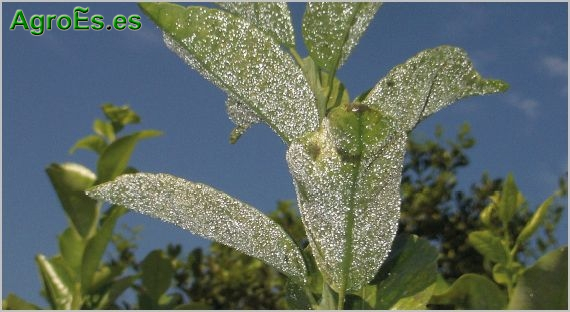Mosca blanca algodonosa en cítricos, Aleurothrixus floccosus