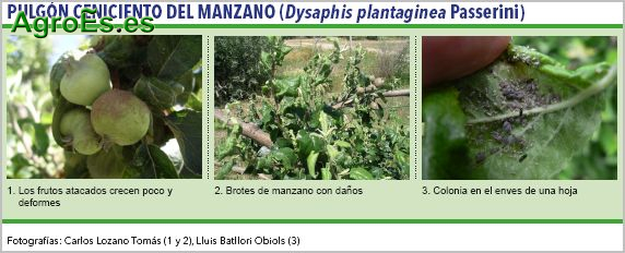 Pulgón ceniciento del Manzano, Dysaphis plantaginea