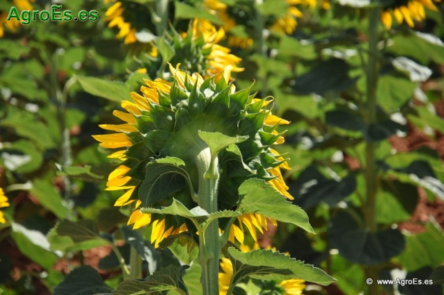 Flor de Girasol