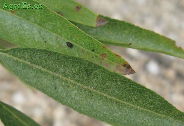 Arañas Amarilla y Roja, Eotetranychus carpini Oud., Tetranychus urticae Koch., Panonychus ulmi Koch
