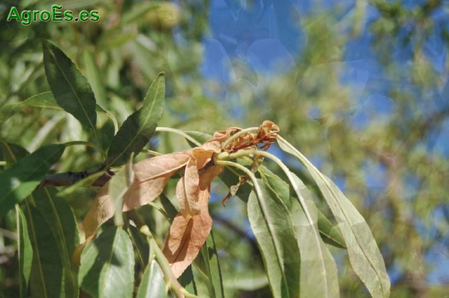 Minador de los Brotes y Frutos