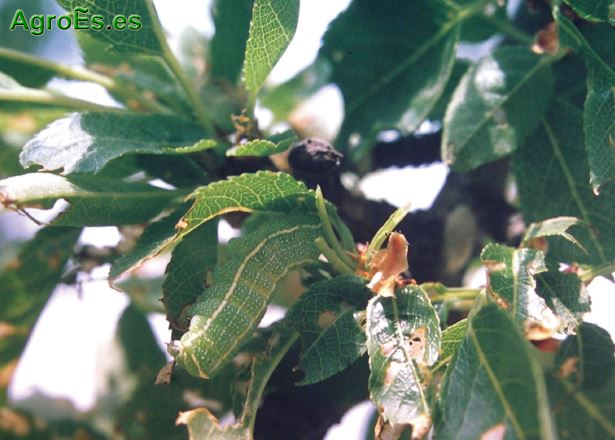 Oruga verde del almendro, Orthosia cerasi o stabilis Fabricius