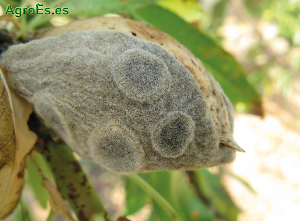 Mancha bacteriana de los frutales de hueso, Xanthomonas arboricola pv. pruni (Smith.) Vauterin et al.