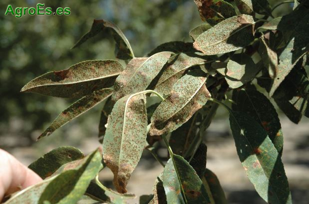 Roya, Tranzschelia pruni-spinosae Persoon Diete