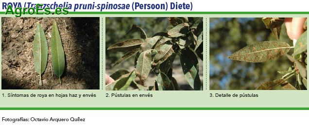 Roya, Tranzschelia pruni-spinosae Persoon Diete