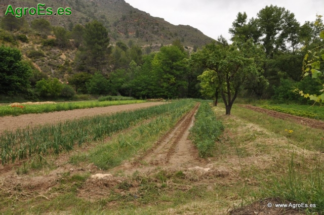 Cultivos Hortícolas - Generalidades y producción por cultivos y zonas de España