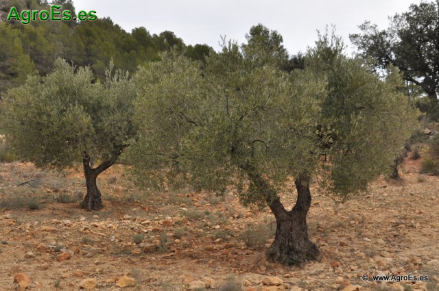 El Olivo en España - Superficies, producciones y tipos de cultivos