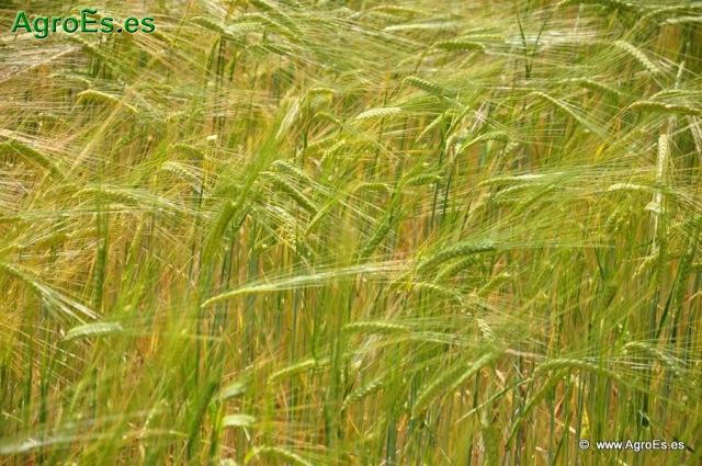 Fertilización con azufre, magnesio y microelementos en abonado de Cereales de Invierno