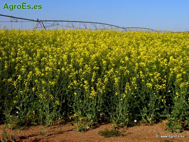 La colza en España, abonado, necesidades de nutrientes y programa de fertilización del cultivo