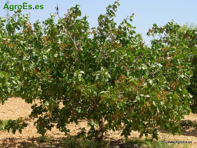 El Pistachero, elección de portainjerto y variedades de pistacho en Castilla La Mancha.