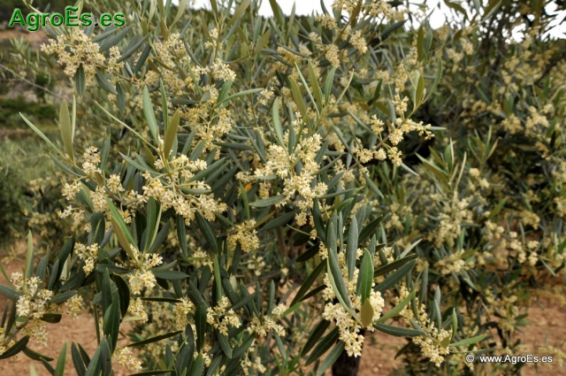 Abonado del Olivo - Fertilización cultivo Secano, Regadío, Producción Integrada y Abonos foliares