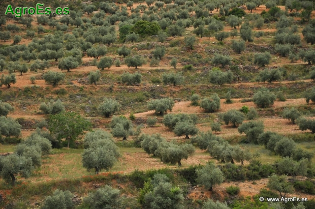 El Olivo - Papel de los nutrientes en el olivar - Síntomas de las deficiencias