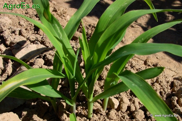 Maíz extracción de nutrientes, ritmo y forma