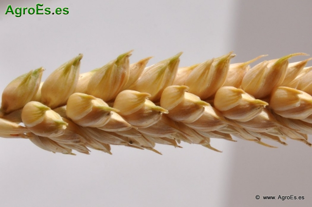 Abonado fósforo y potasio en trigo