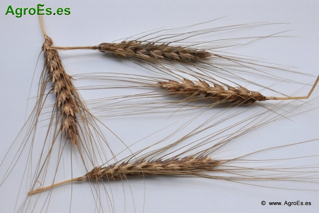 Fertilización Nitrogenada de cereales de invierno