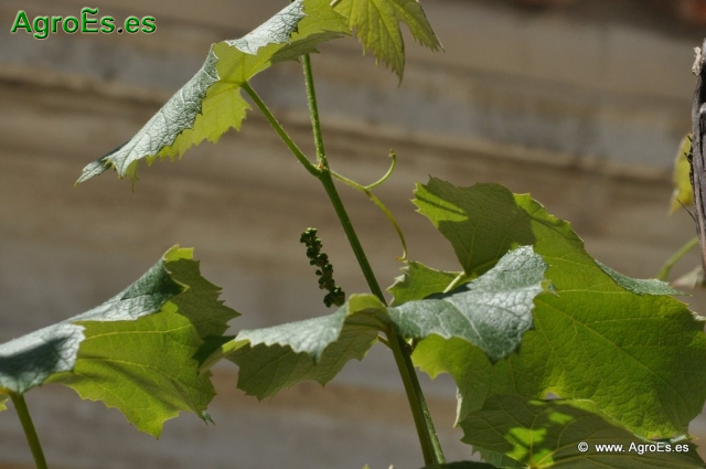 Cultivo de Vid para Uva de Mesa del Vinalopó