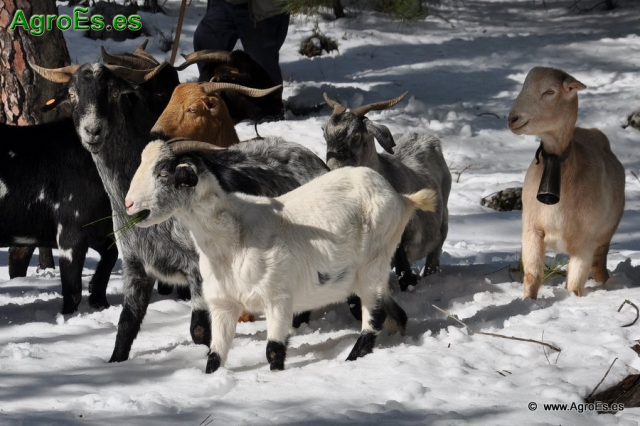 Fotos de Fotos de rebaño de Cabras en la nieve