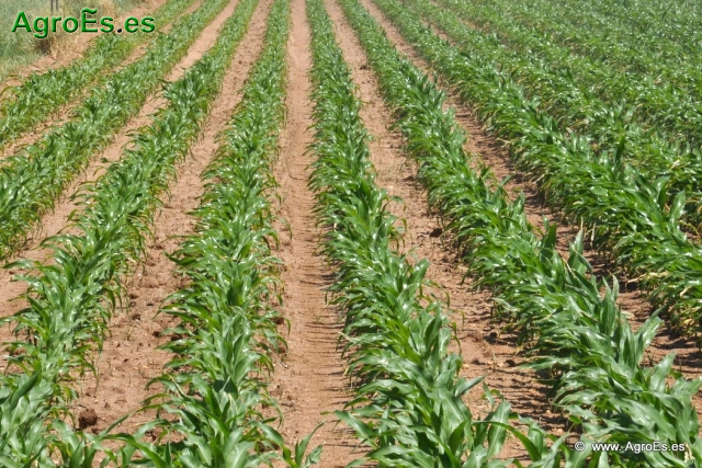 Maiz superficies de cultivo - producciones - fertilización