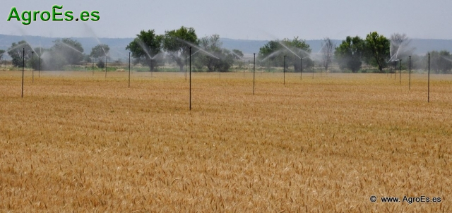 Foto de campos de cultivo de cereales de invierno, trigo