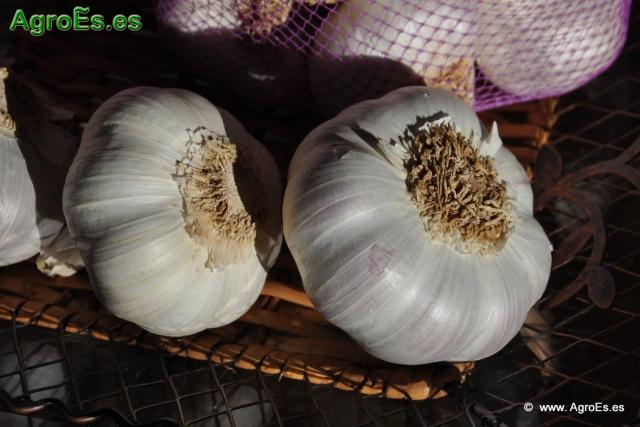 Ajo Morado Pedroñeras