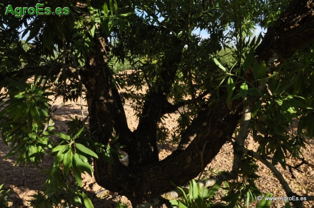 Enfermedades del Almendro