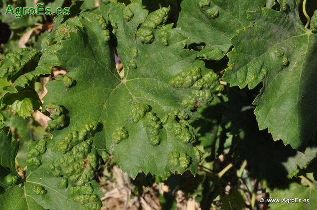 Erinosis de la Vid - Colomerus viti, Eriophyes vitis