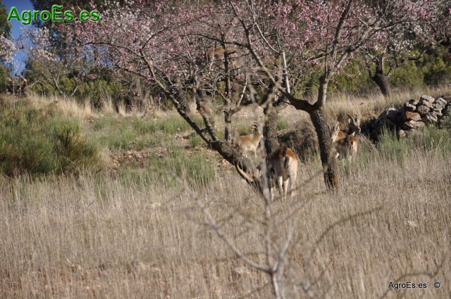 Cabras en el Monte cerca del Batán de Bogarra