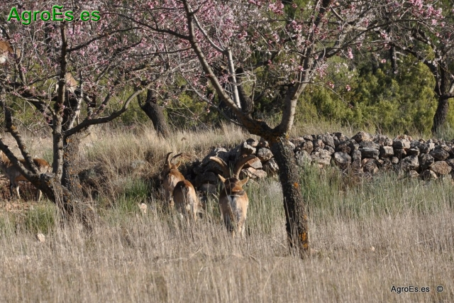 Cabras en el Monte cerca del Batán de Bogarra