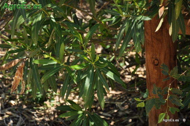 Baladre Nerium oleander