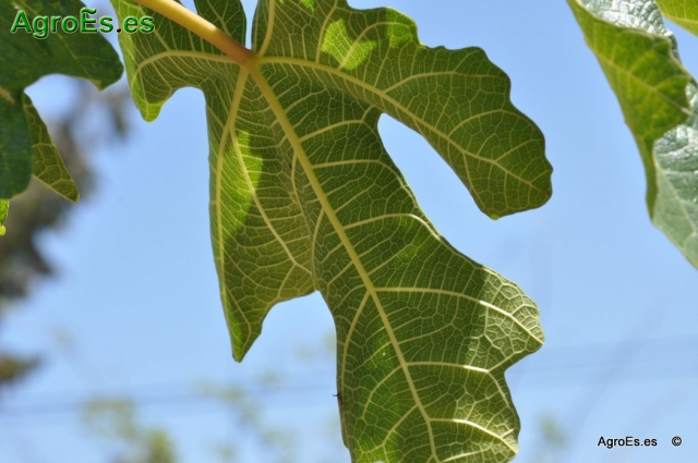 Higuera Ficus Carica