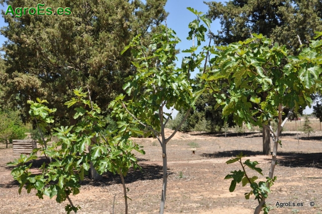 Higuera Ficus Carica
