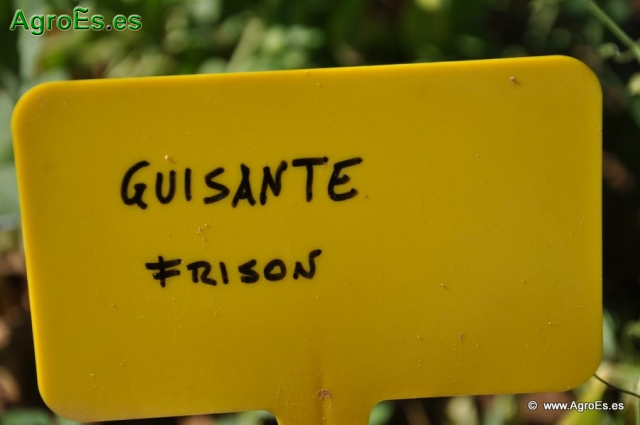 Guisante Frisón_1