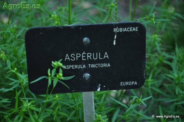Asperula_1