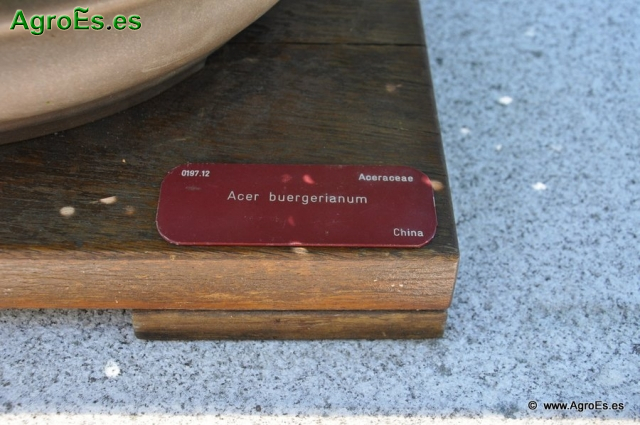 Acer Buergeranium_8