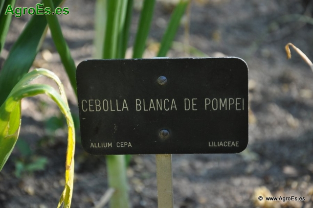 Cebolla Blanca Pompei_1
