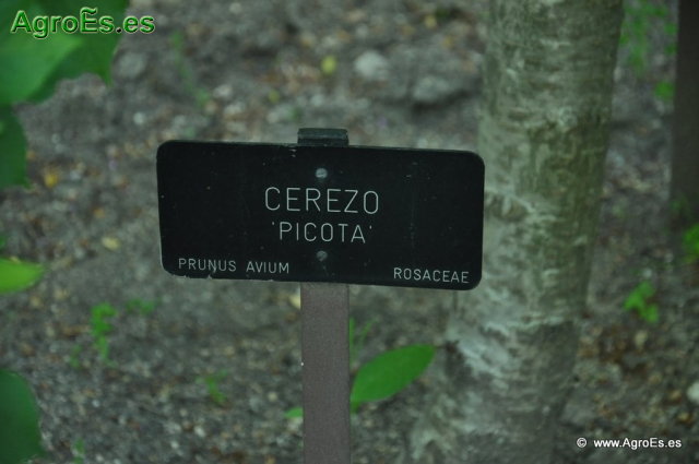 Cerezo Picota_1