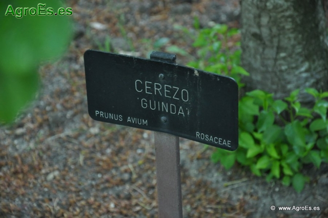 Cerezo Guinda_1