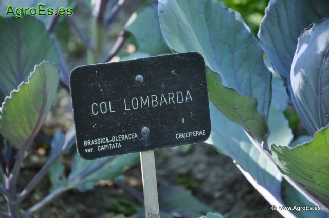 Col Lombarda_1