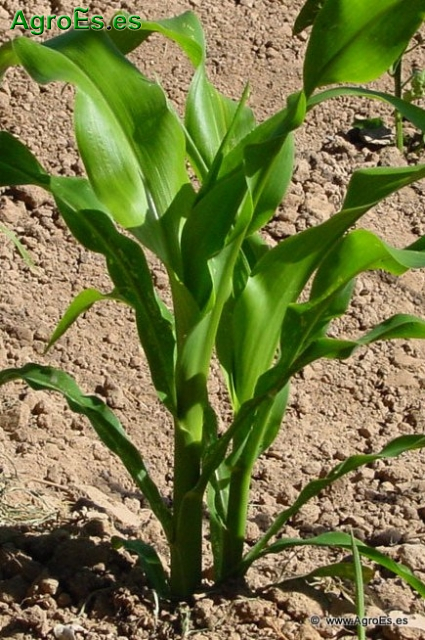 Plantas de maíz