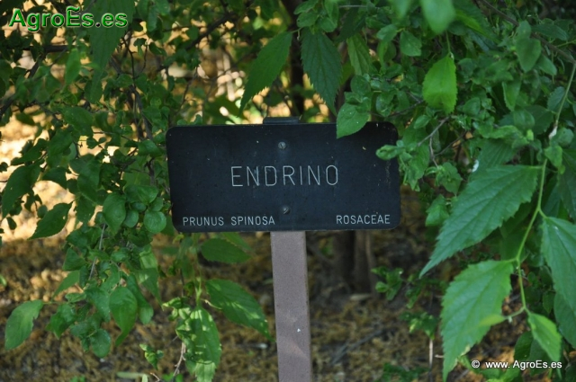 Endrino_1