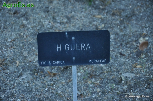 Higuera_1