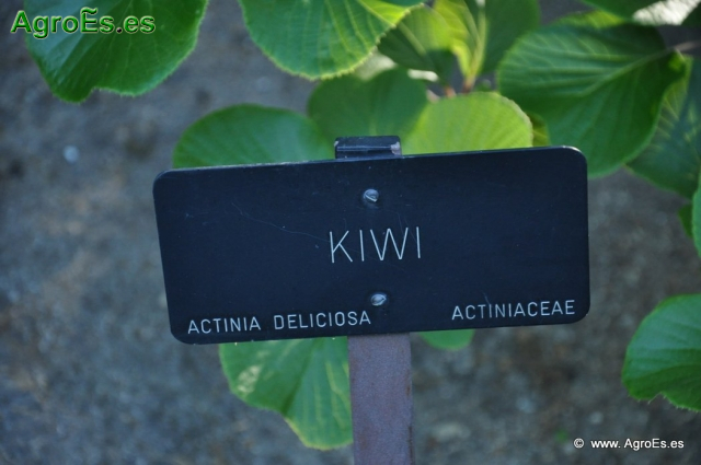 Kiwi_1