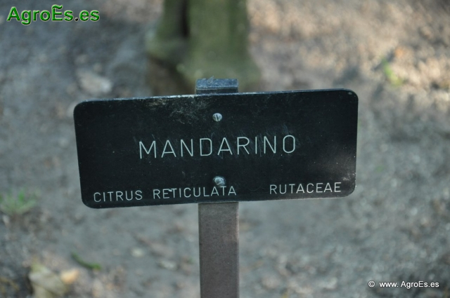 Mandarino_1