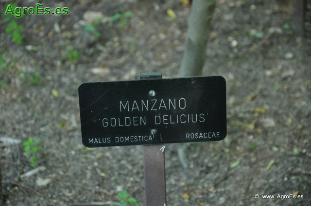 Manzano Golden Delicius_1